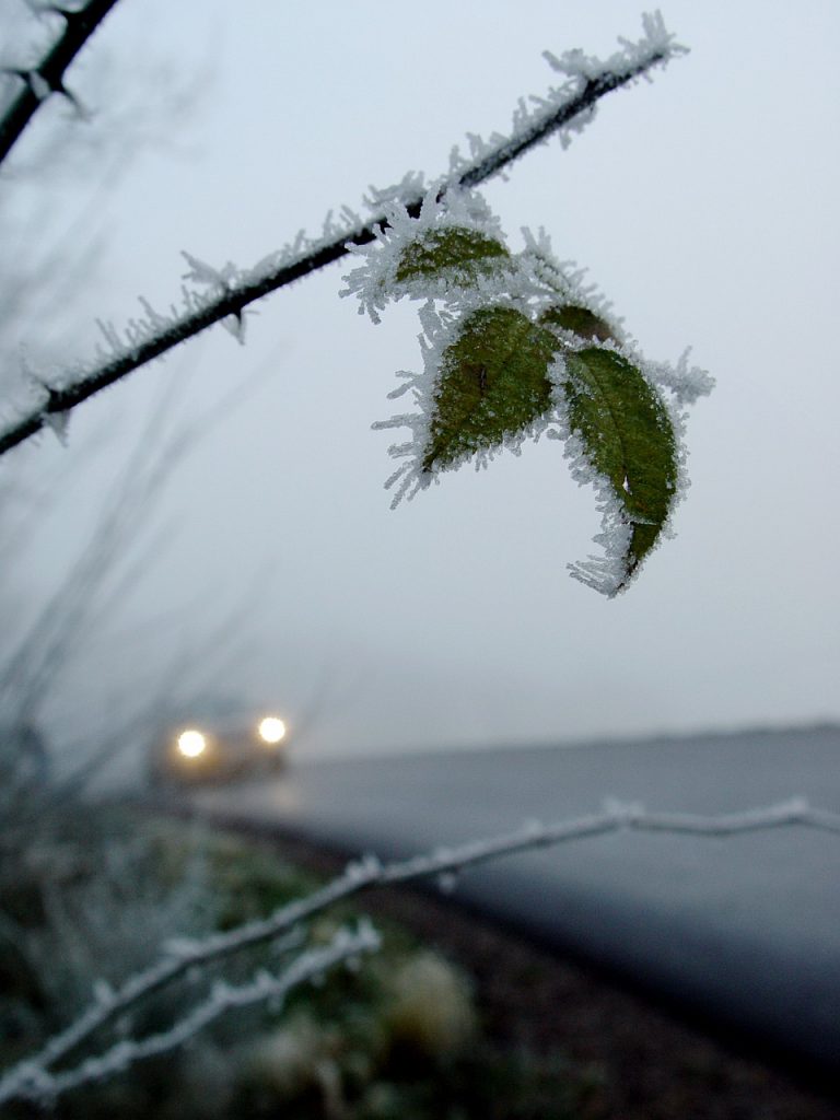 Frostiger Zweig ragt in eine Straße