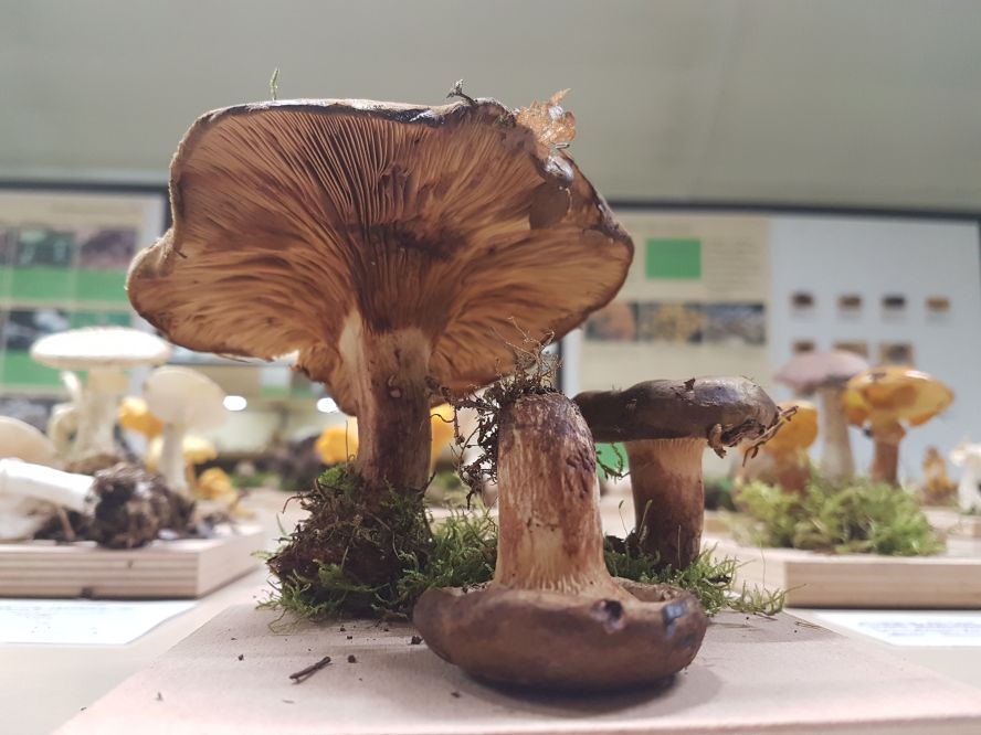 Ausgestellte Pilze