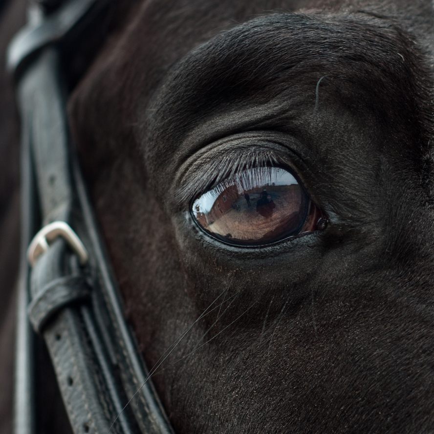 Braunes Pferd (Ausschnitt Auge und Teil des Kopfes)
