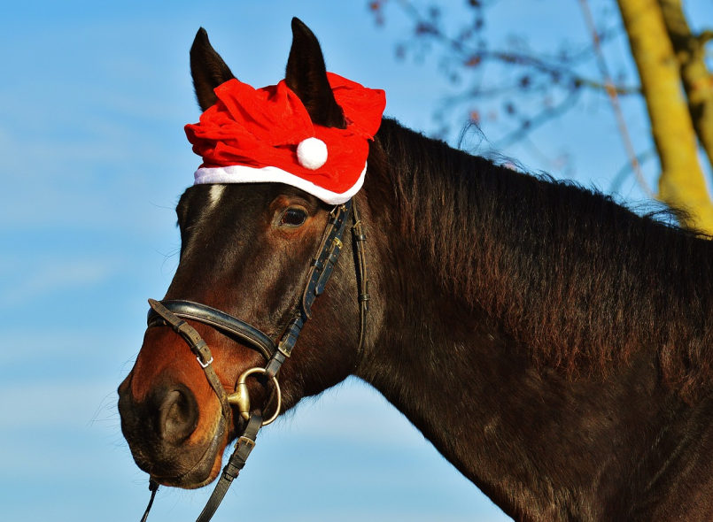 Pferdekopf. Das Pferd trägt eine Nikolausmütze. Hintergrund: blauer Himmel.