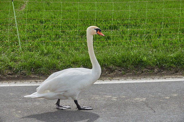 Ein weißer Schwan spaziert die Straße entlang.
