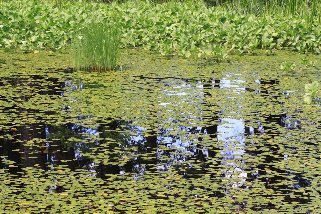 Wasserpest auf einem See. Ein grüner PFlanzenteppich.