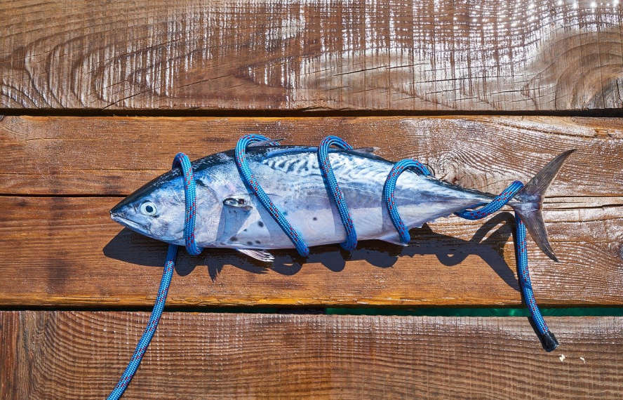 Toter Fisch, eingewickelt in blaues Seil auf Holzboden.