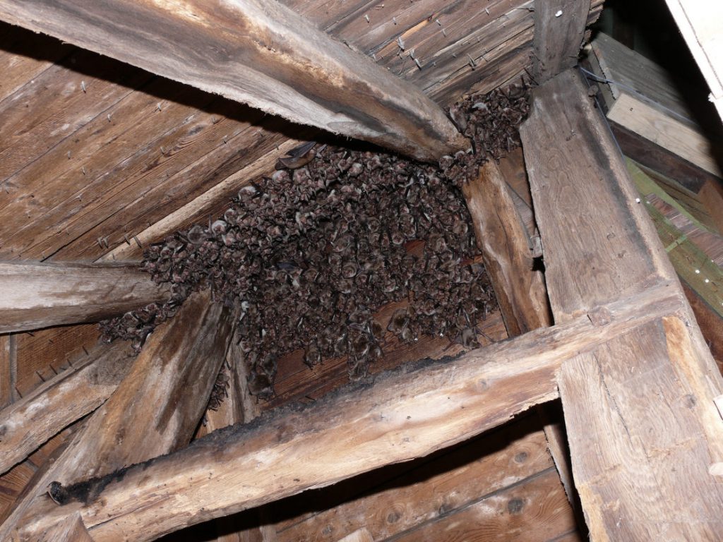Eine Herde Fledermäuse in einem Dachgebälk.