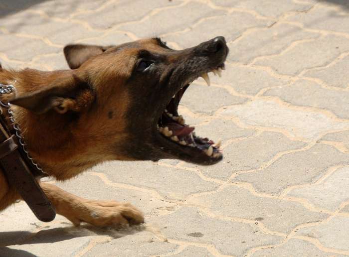 Hund kläfft wütend