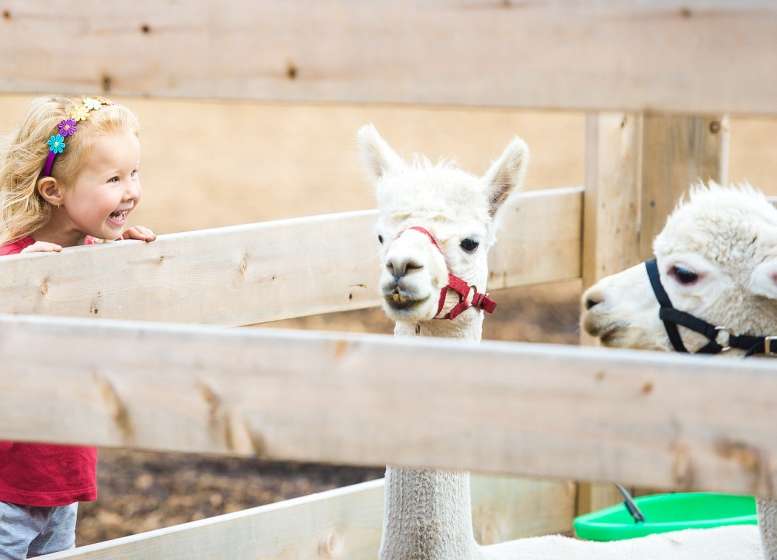 Kind am Lamagehege. 2 Lamas drin. Weiß.