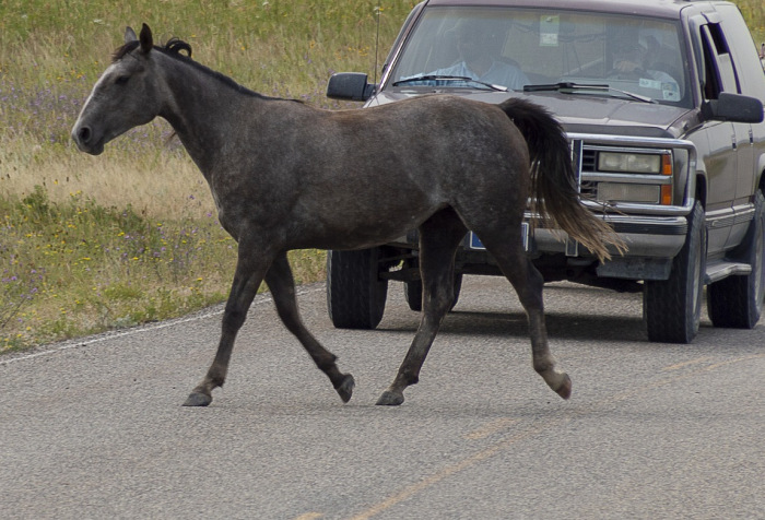 Pferd auf der Straße - davor ein Fahrzeug.