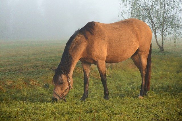 Stute auf einer Koppel