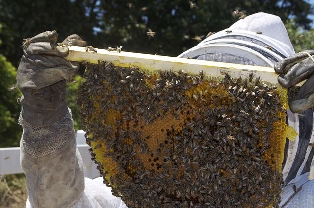 Imker mit Bienenwabe und Bienen dran