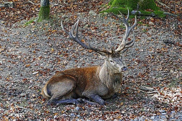 Ein Hirsch auf belaubtem Untergrund.