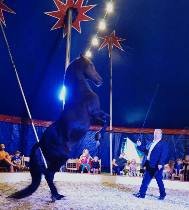Pferd und Dompteur im Zirkus