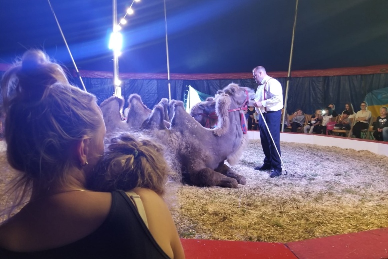 Kameldressur und Zuschauer