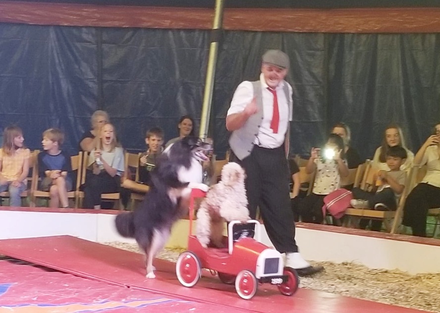 Hund schiebt ein Auto in dem ein anderer Hund sitzt