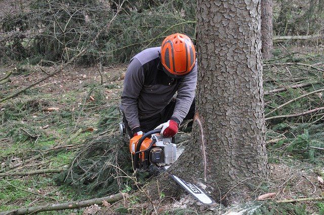 Mann sägt Baum mit Motorsäge im Wald