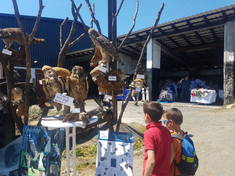 2 Jungs vor einem Stand mit ausgestopften Eulen