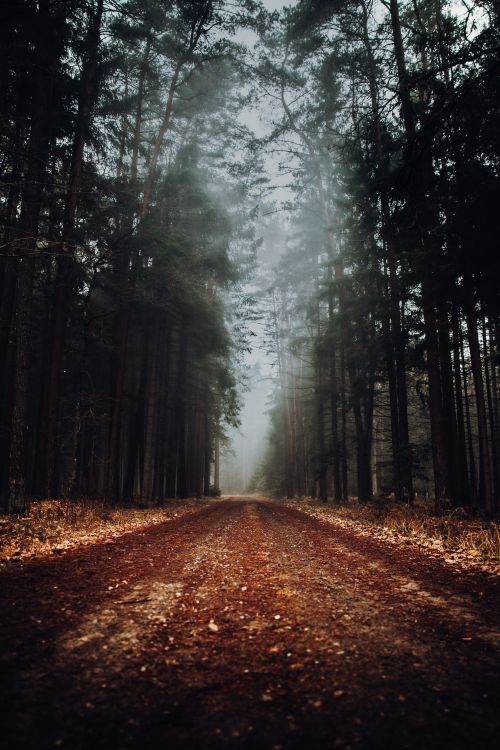 Ein Waldstück