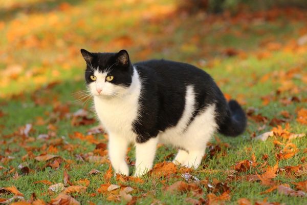 schwarz-weiße Katze auf Gras