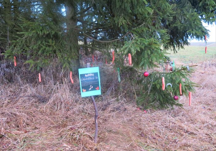 mit Möhren, Äpfeln etc. geschmückte Fichte im Wald