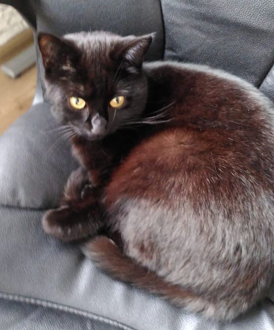 schwarze Katze auf Sofa