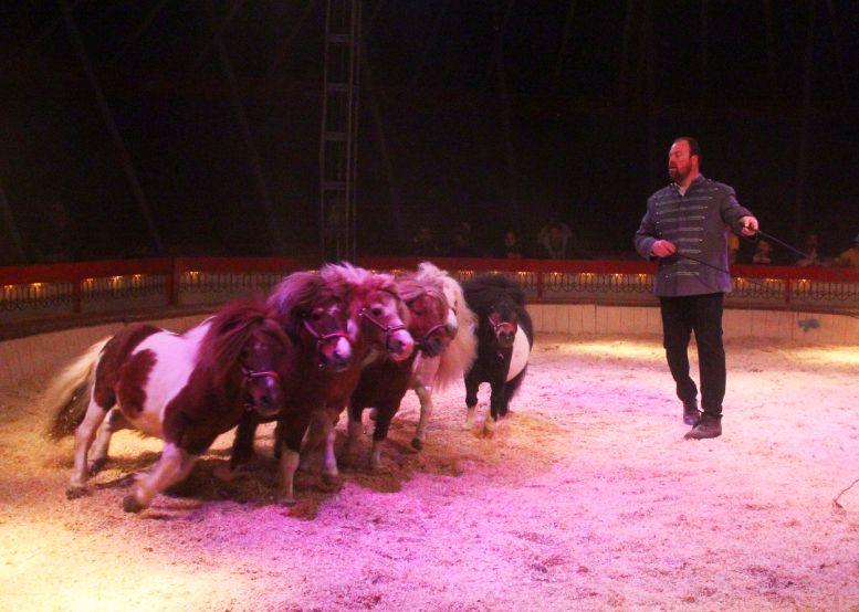 Ponyshow in der Manege