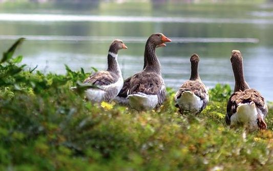 4 Gänse am Flussufer