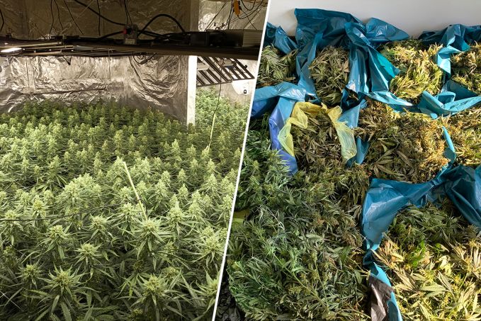 Hanfplantage indoor